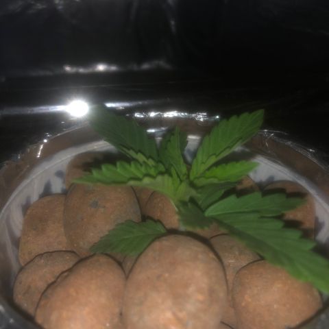 Haze  growlog timeline photo