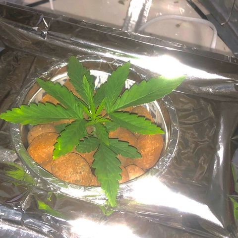 Haze  growlog photo: Tá linda 
Bealtiful 