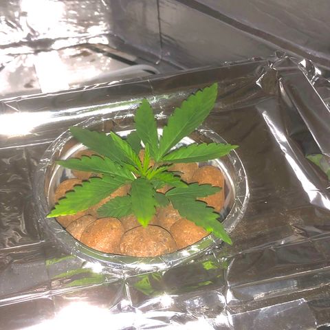 Haze  growlog photo: Tá linda 
Bealtiful 