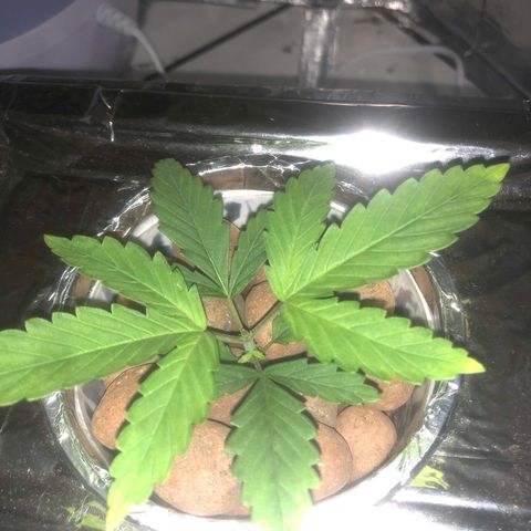 Haze  growlog timeline photo
