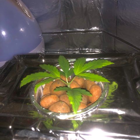 Haze  growlog timeline photo