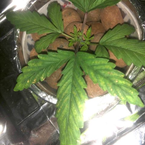 Haze  growlog timeline photo