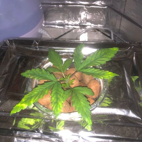 Haze  growlog timeline photo