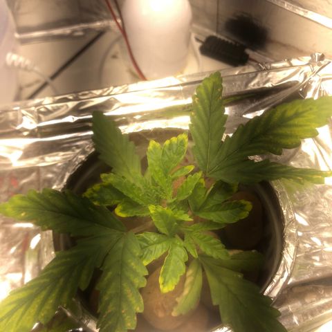 Haze  growlog timeline photo