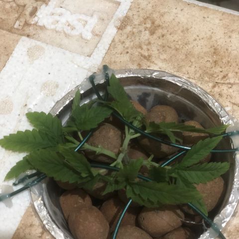 Haze  growlog timeline photo
