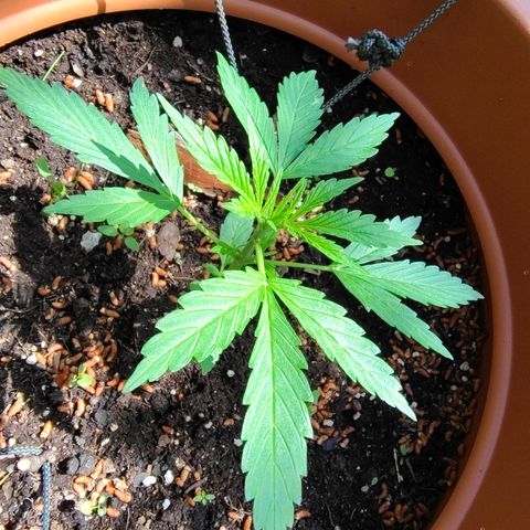 Fat Banana Automatic growlog timeline photo