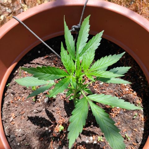 Fat Banana Automatic growlog photo: Première feuilles a 5 folioles qui arrivent 
