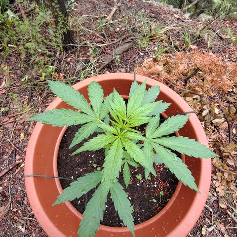 Fat Banana Automatic growlog timeline photo