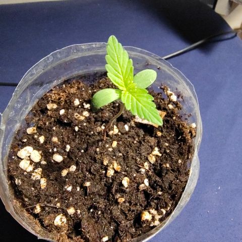 H1 growlog timeline photo