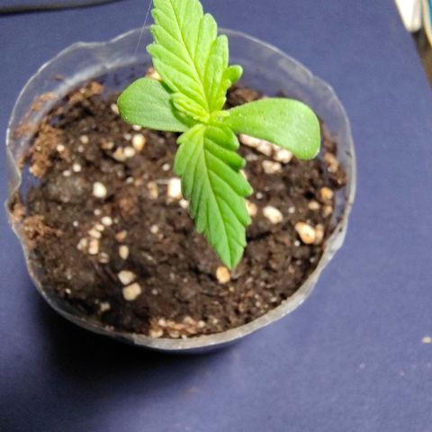 AK2 growlog timeline photo