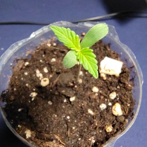 P2 growlog timeline photo