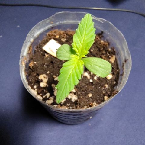 P1 growlog timeline photo