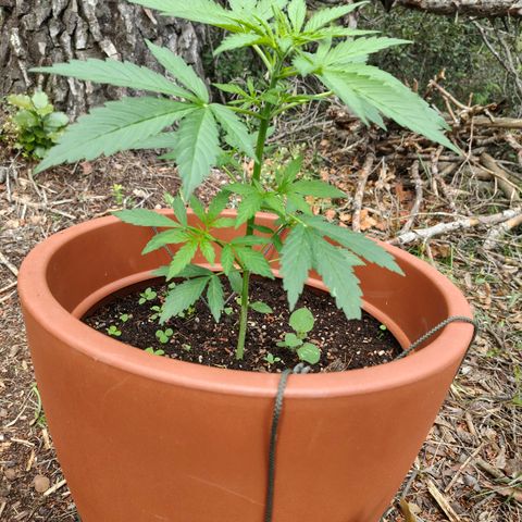 Fat Banana Automatic growlog timeline photo