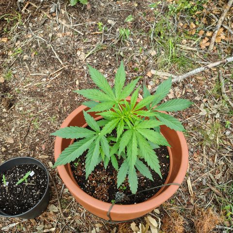 Fat Banana Automatic growlog timeline photo