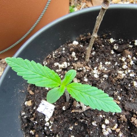 P3 growlog photo: Mise dehors 