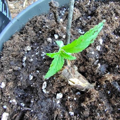 P3 growlog timeline photo