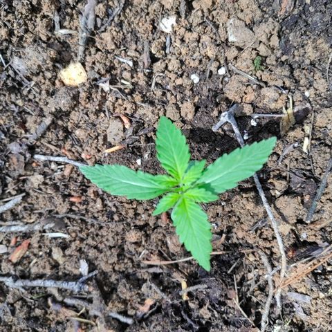 P1 growlog photo: Mise dehors. Bonne chance !