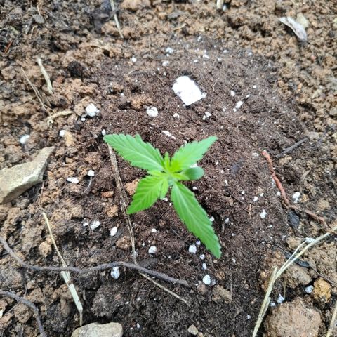 AK2 growlog photo: Mise dehors. Bonne chance !