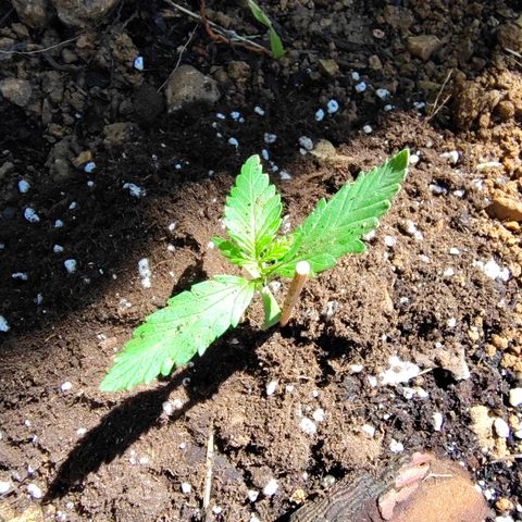 AK2 growlog photo: Perte d'une feuille dû a la grêle 