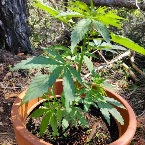 Fat Banana Automatic growlog timeline photo