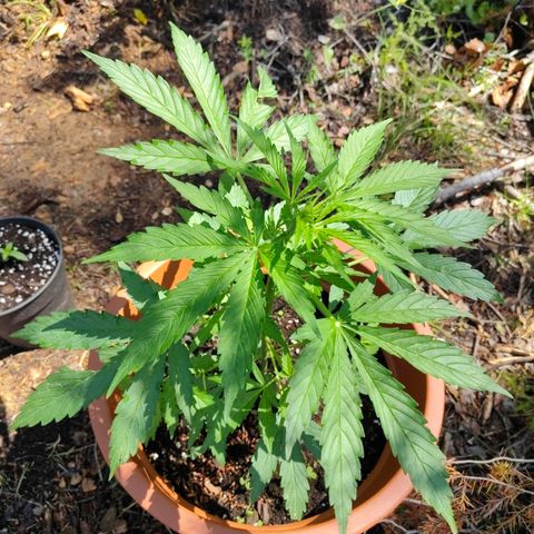 Fat Banana Automatic growlog timeline photo