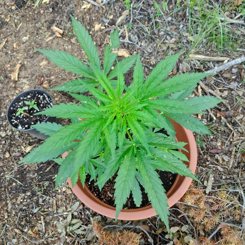 Fat Banana Automatic growlog photo: Dégâts du a grêle 