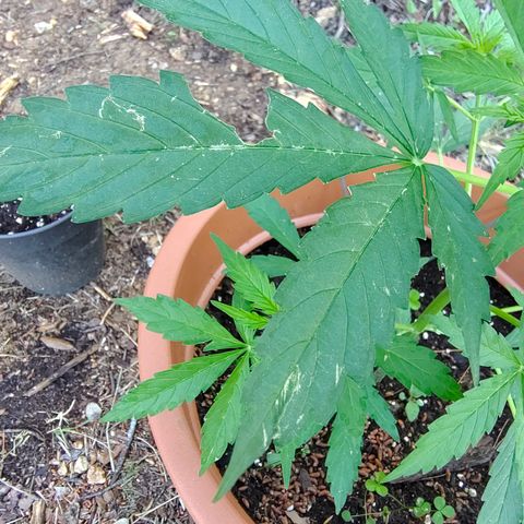 Fat Banana Automatic growlog photo: Dégâts du a grêle 