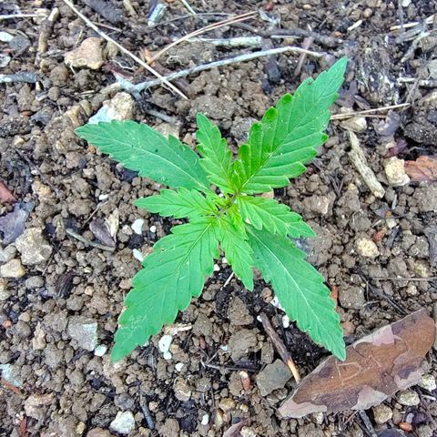 P1 growlog photo: Prise la grêle 