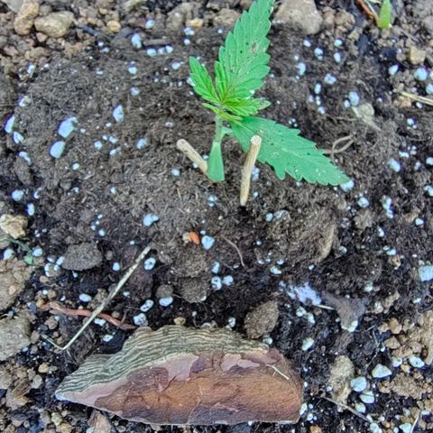 AK2 growlog photo: Perte de 2 feuilles du a grêle 
