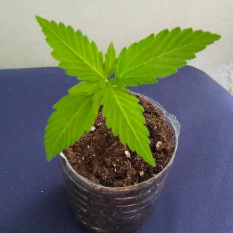 P2 growlog timeline photo