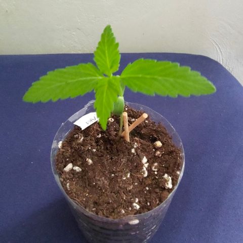 AK1 growlog timeline photo