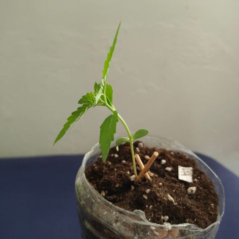 H1 growlog timeline photo