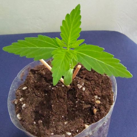 H2 growlog timeline photo