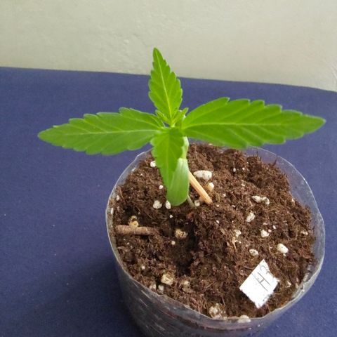 H3 growlog timeline photo