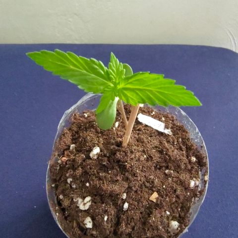 FAT1 growlog timeline photo