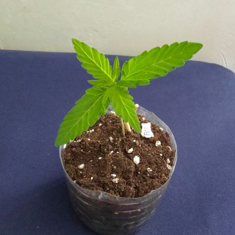 FAT3 growlog timeline photo