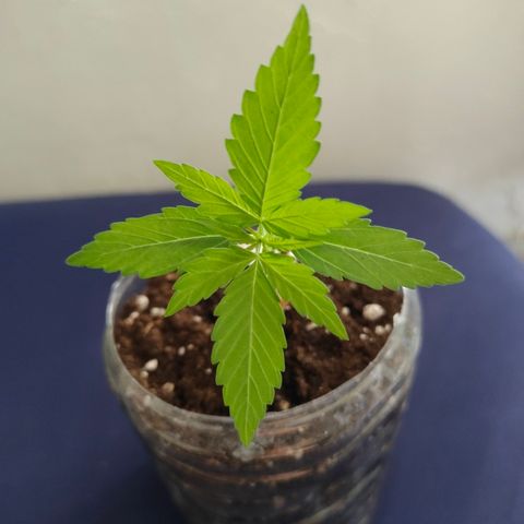H1 growlog timeline photo