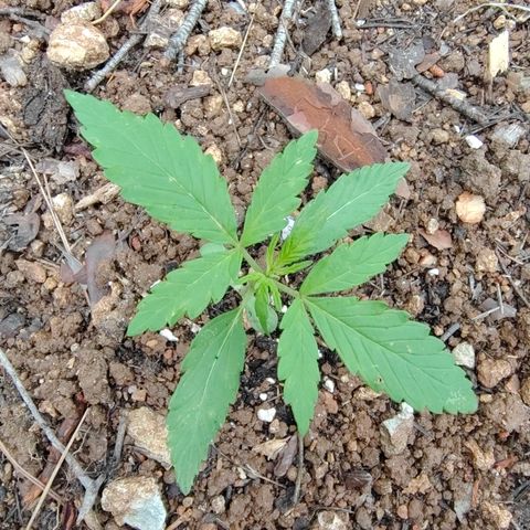 P1 growlog timeline photo