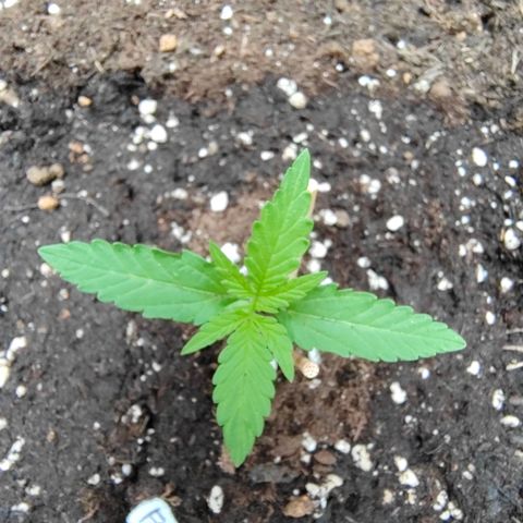 FAT3 growlog timeline photo