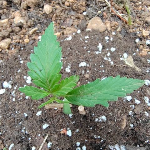 AK2 growlog timeline photo
