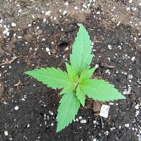 P2 growlog timeline photo