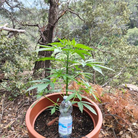 Fat Banana Automatic growlog timeline photo