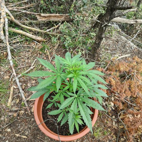 Fat Banana Automatic growlog timeline photo