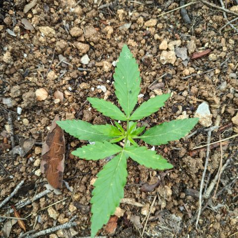 P1 growlog timeline photo
