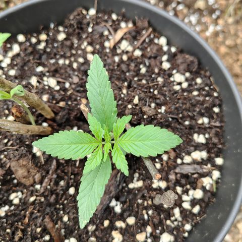 P3 growlog timeline photo