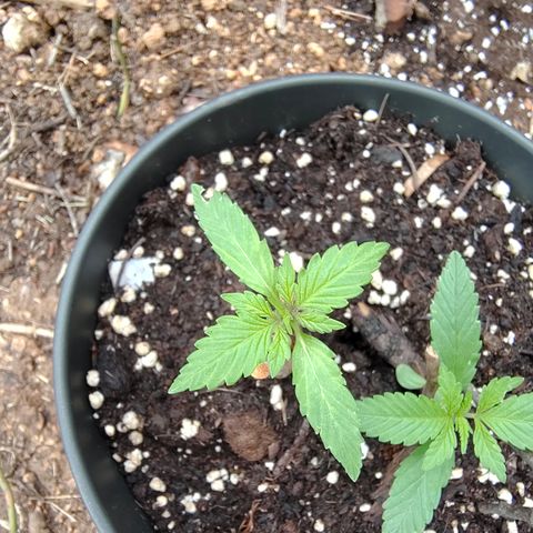 AK3 growlog timeline photo