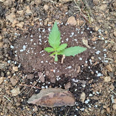 AK2 growlog timeline photo