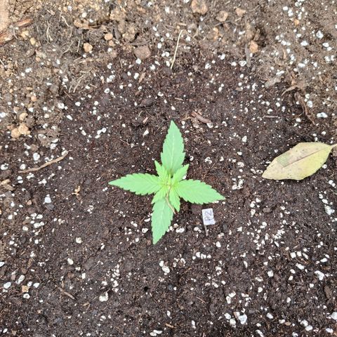 P2 growlog timeline photo