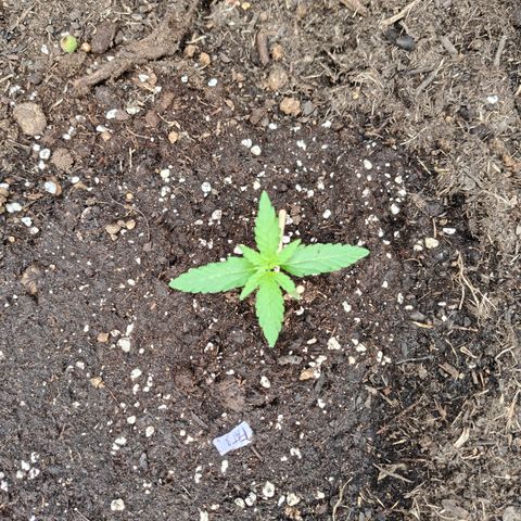 FAT3 growlog timeline photo