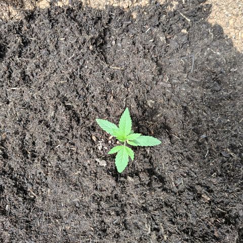 P3 growlog timeline photo